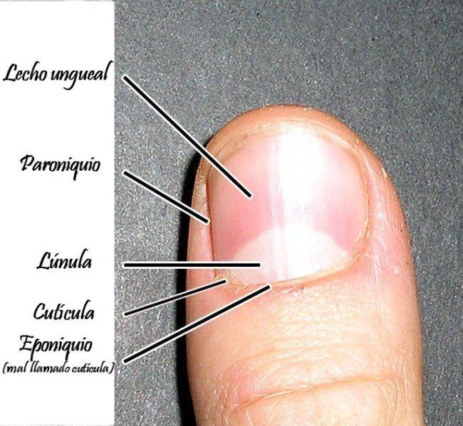 cuticula y eponiquio, diferencias